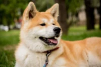 Akita Inu – didingas ir ištikimas japoniškas šuo