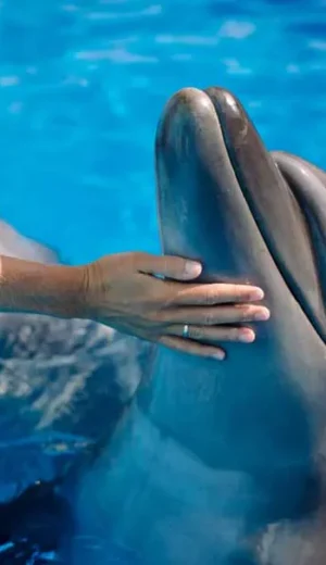 Delfinų terapiją – kas tai ir kokią naudą tai teikia? Paaiškiname
