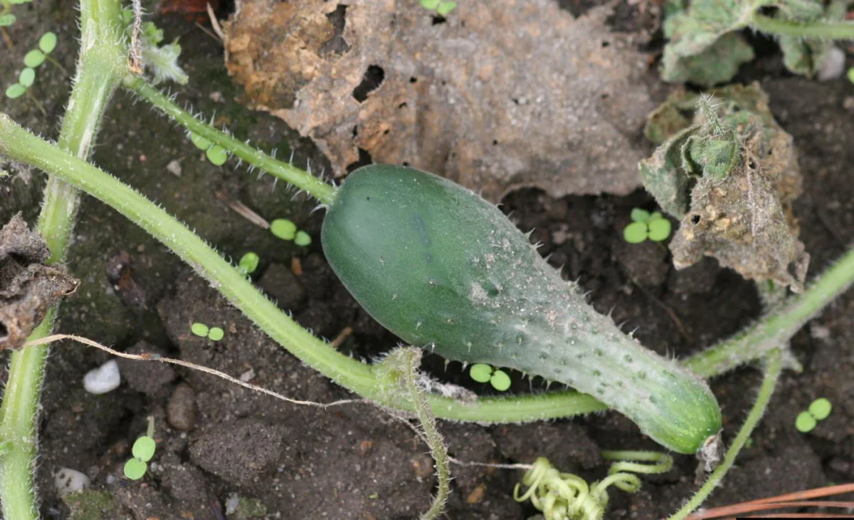 Agurkų ligos iliustruotai – padedame atpažinti ligas ir teikiame patarimus