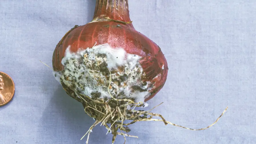 Baltasis puvinys (Sclerotium cepivorum)