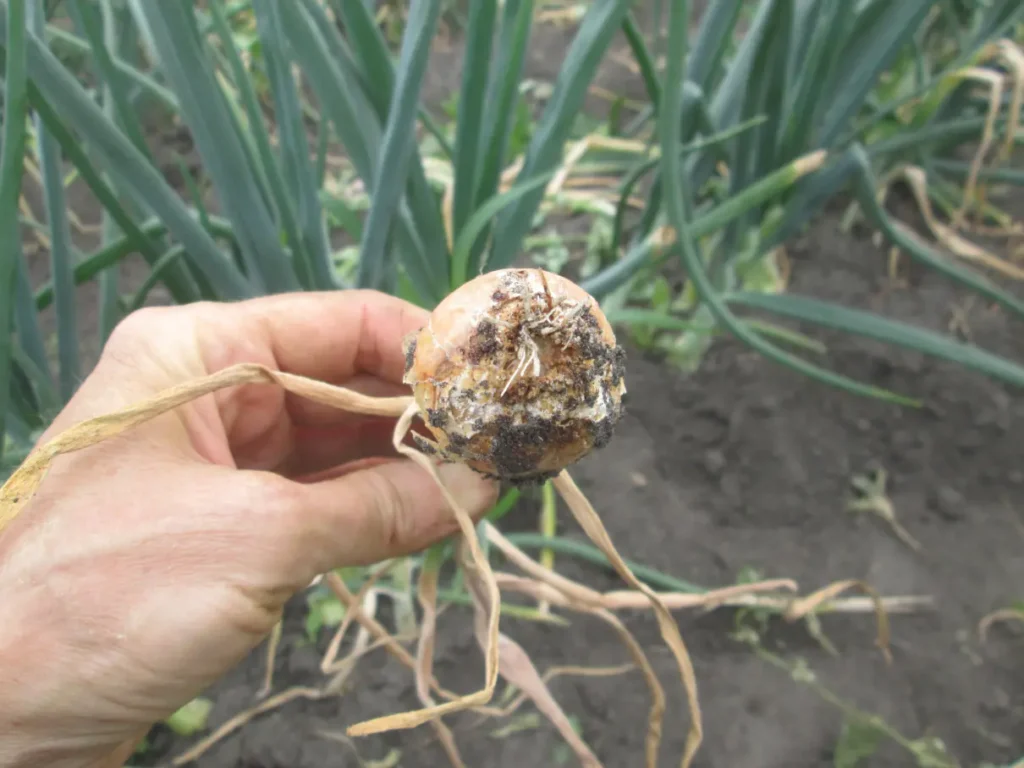Česnako puvinys (Fusarium)