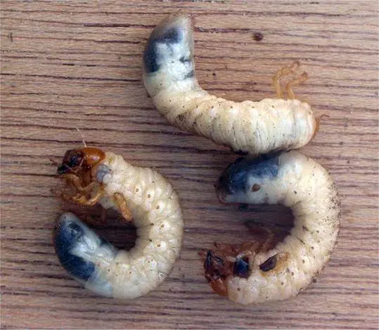 Grambuolio lerva
