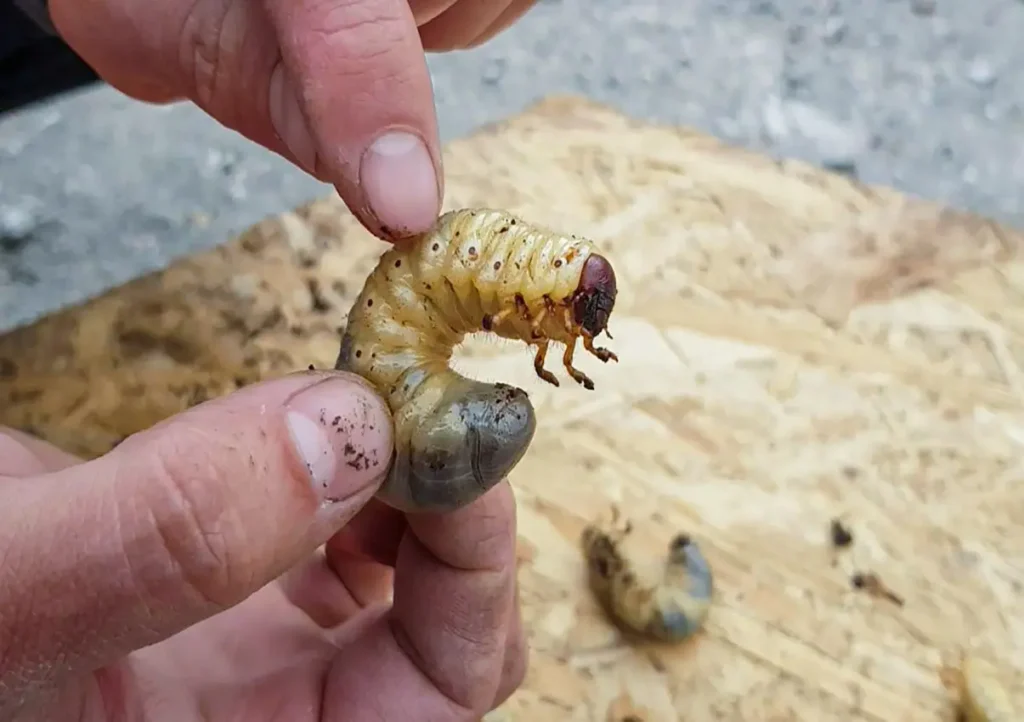 Kurklio lerva