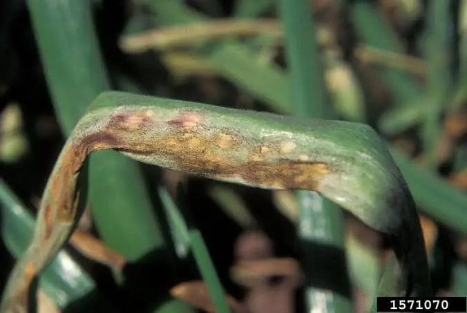 Netikroji miltligė (Peronospora destructor)