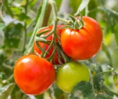 Pomidorai