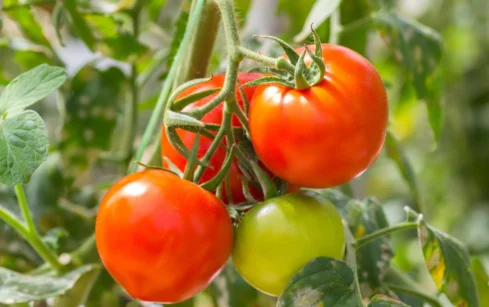 Pomidorai